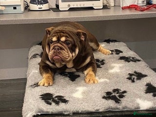 English Bulldog dogs English bulldog female - Advert 8