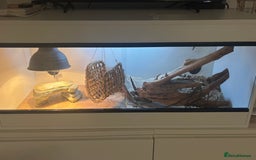 Bearded Dragon reptiles for sale: Beard dragon - Image 5