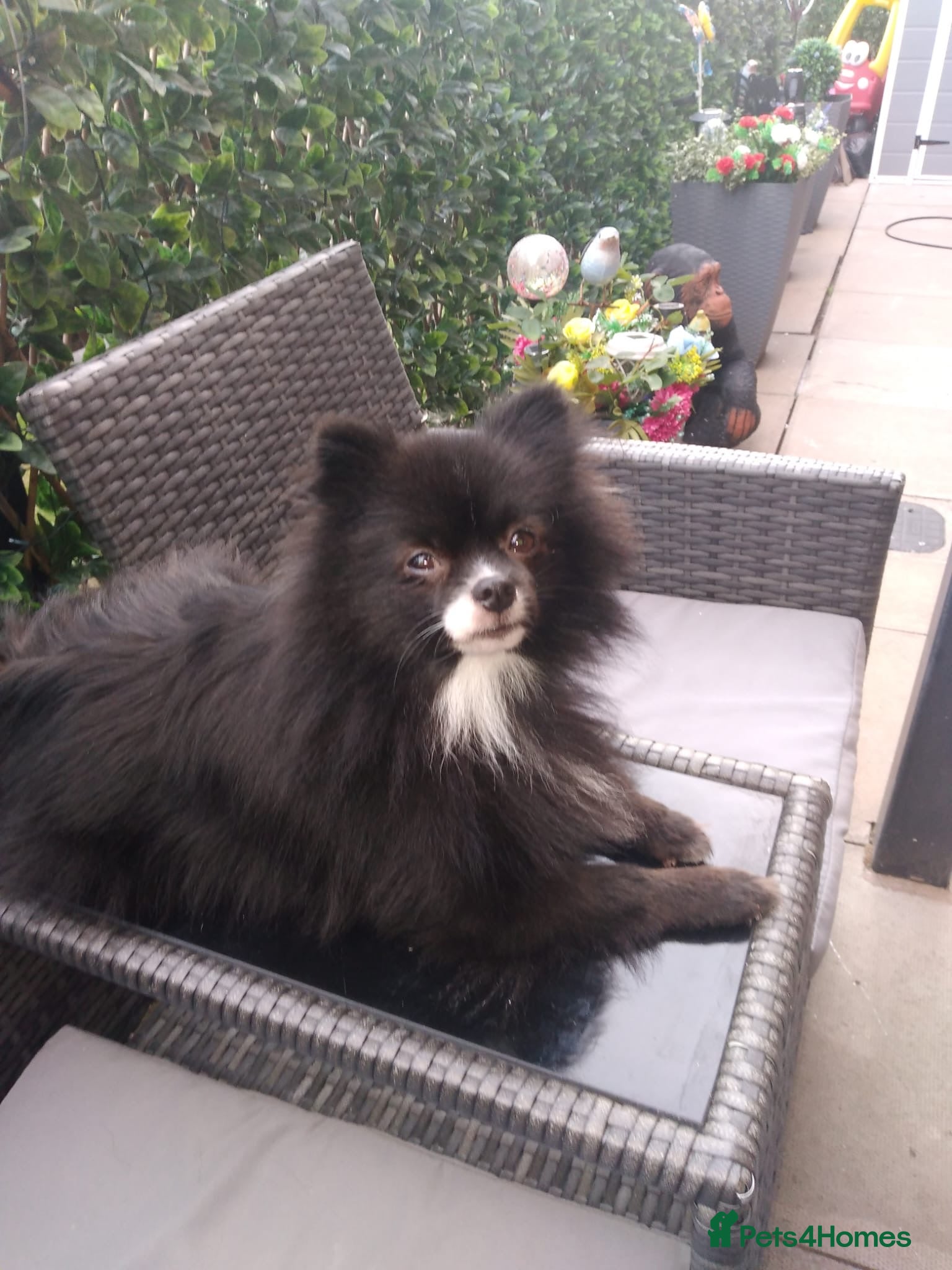 Pomeranian dogs 2 year old female Pom for sale  - Advert 1