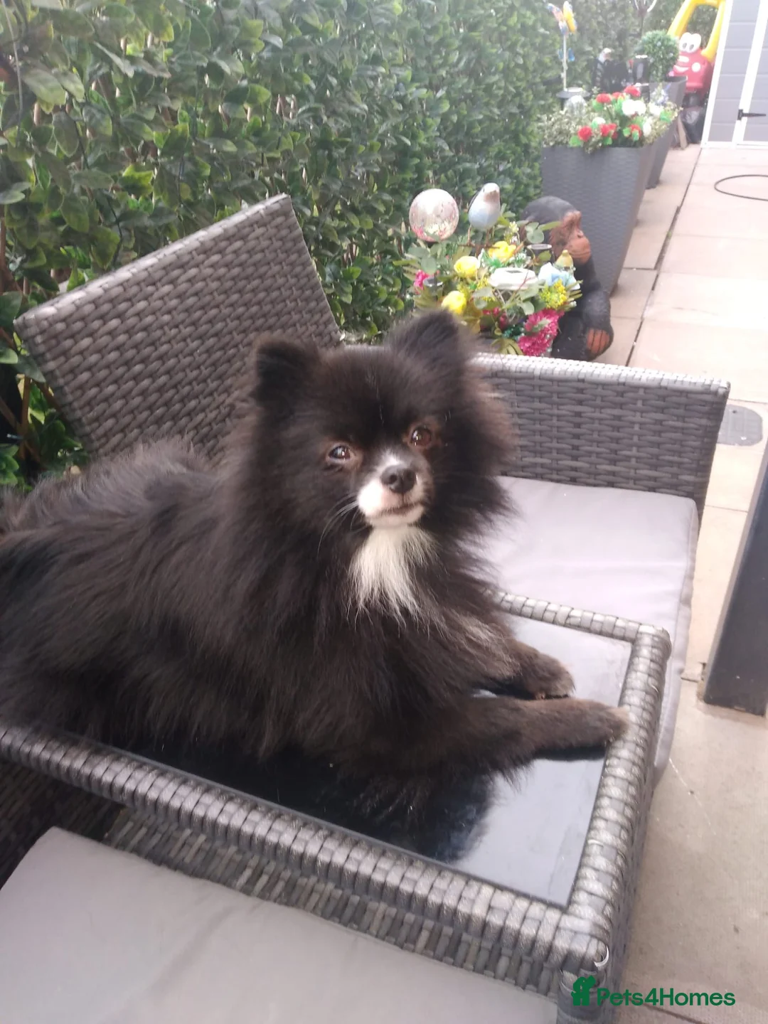 Pomeranian dogs for sale: 2 year old female Pom for sale  in Walsall - Advert 1