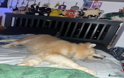 Akita dogs for sale: Japanese Akita Inu 4months old, purebred  - Image 6