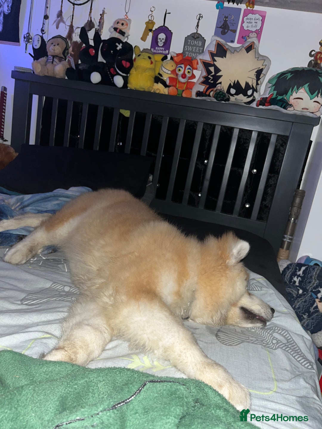Akita dogs for sale: Japanese Akita Inu 4months old, purebred  - Image 6
