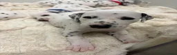 Dalmatian dogs for sale: Dalmatian puppies - Advert 17