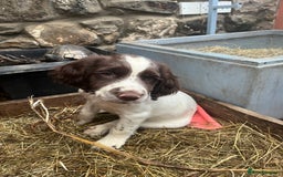 English Springer Spaniel dogs for sale: Springer spaniel puppies - Advert 22