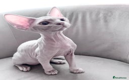 Devon Rex cats for sale: Last boy! Beautiful lilac kitten! ❤️ in Southampton - Image 1