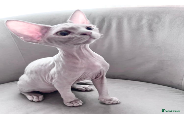 Devon Rex cats in Southampton - Advert 10
