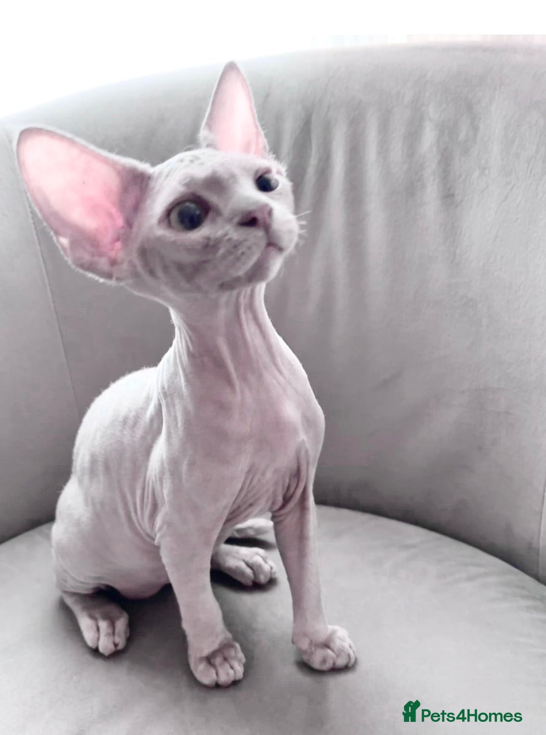 Devon Rex cats for sale: Last boy! Beautiful lilac kitten! ❤️ in Southampton - Image 1