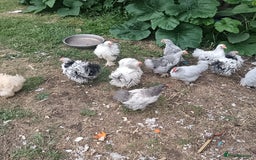 Chickens poultry for sale: £25 each for a fancy chicks - Image 17