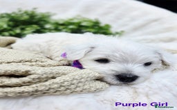 West Highland Terrier dogs for sale: Beautiful Westhighland Terrier Puppies  - Image 7