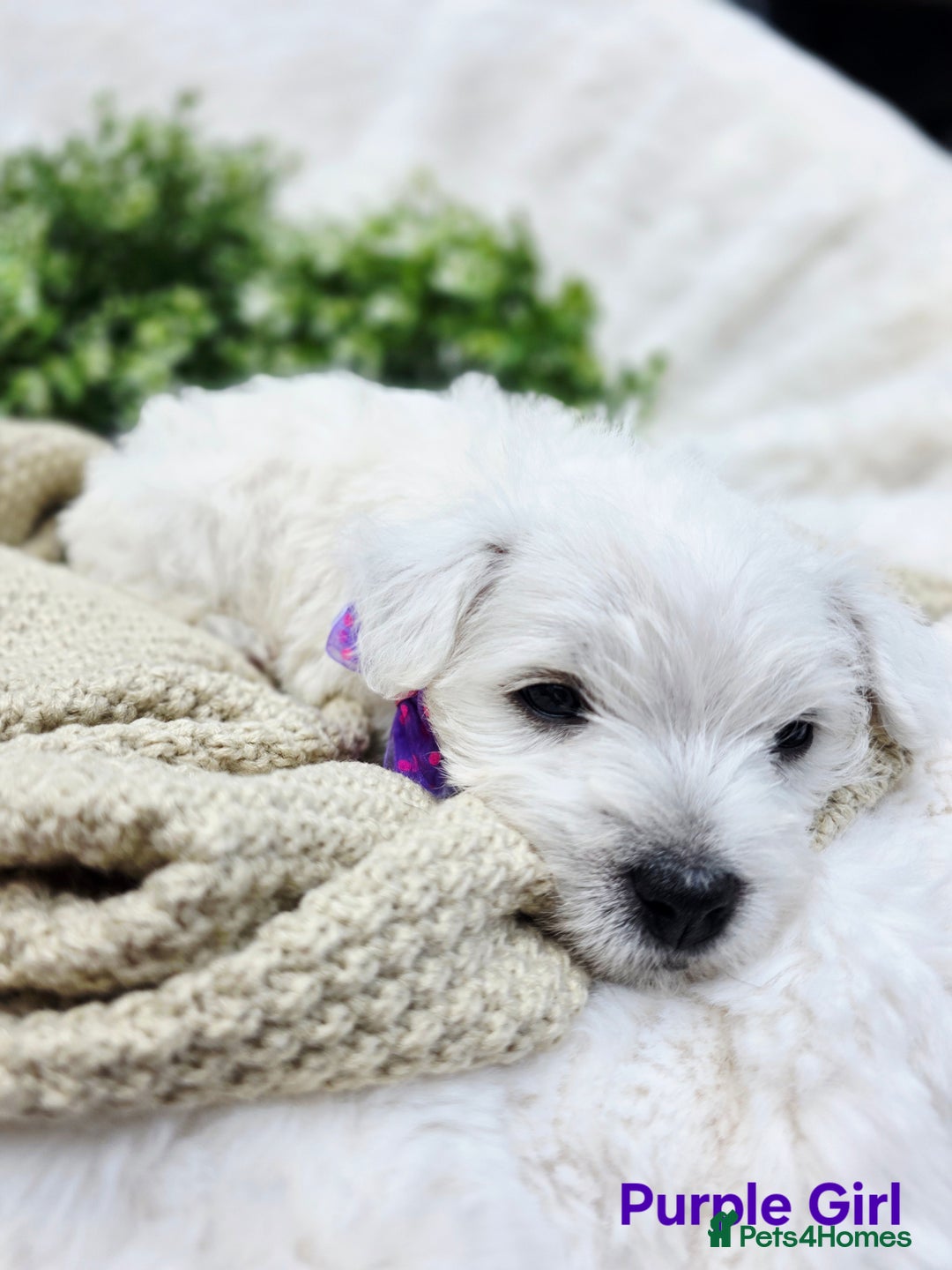 West Highland Terrier dogs for sale: Beautiful Westhighland Terrier Puppies  - Image 7