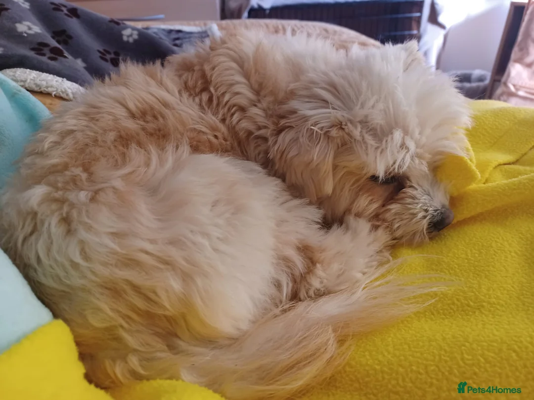 Mixed Breed dogs for adoption: Zurie  in Bournemouth - Advert 2