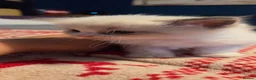 Ragdoll cats for sale: Beautiful Playful Ragdoll Kittens  - Advert 19