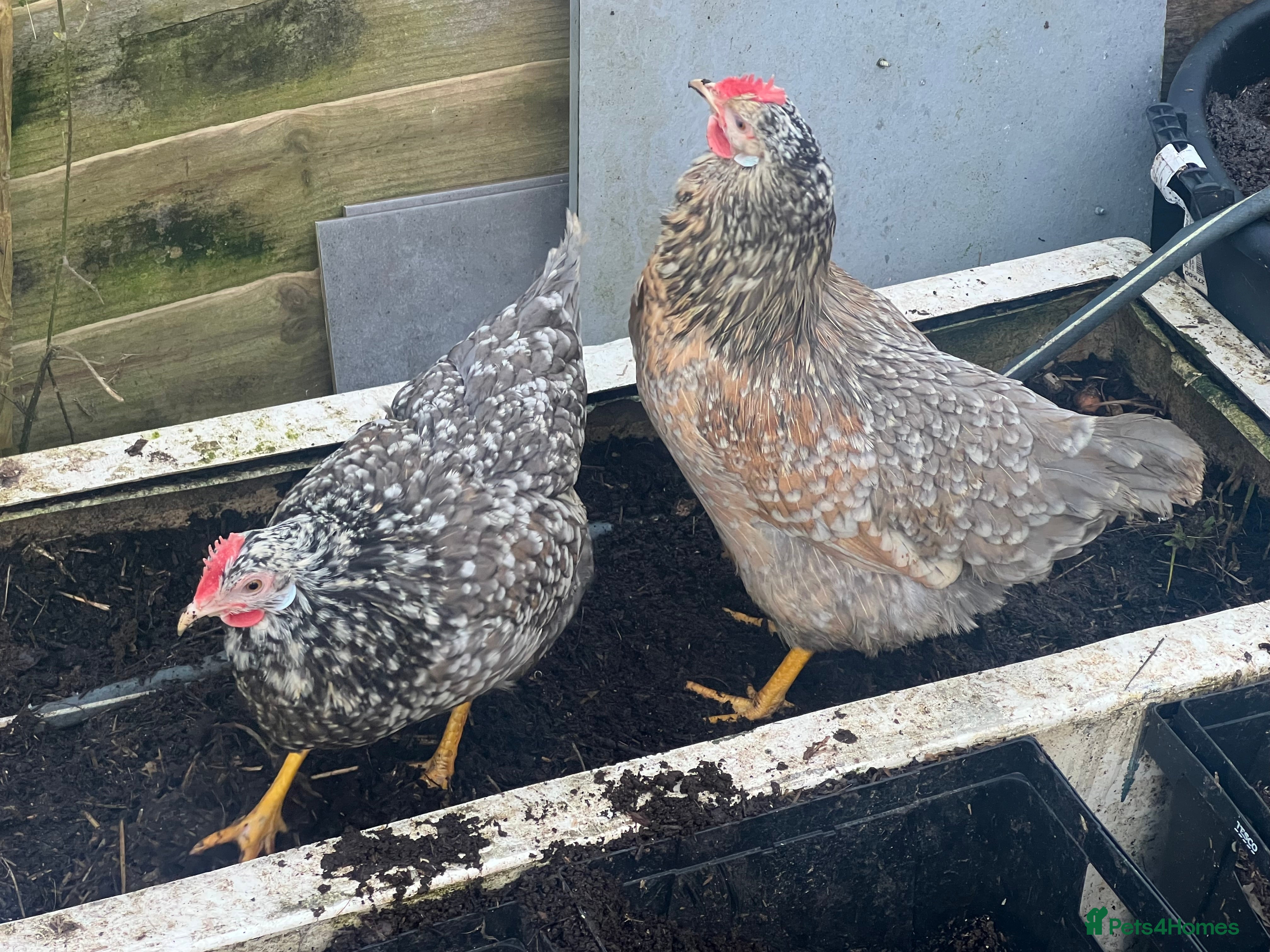 Chickens poultry Point of lay hens  - Advert 18