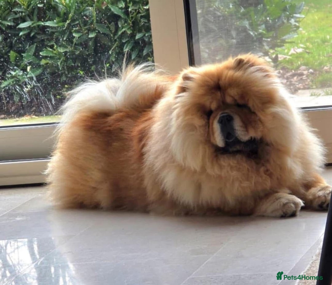 Chow Chow dogs for sale: Kc Registered Chow Chow Pup - Advert 12