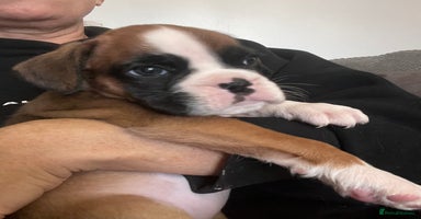 Boxer dogs - Advert 2
