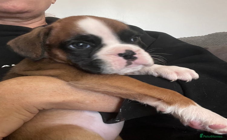 Boxer dogs - Advert 3