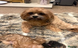 Shihpoo dogs for sale: TEDDYBEAR SHIHPOO PUPPY READY FOR HIS FOREVER HOME - Image 7