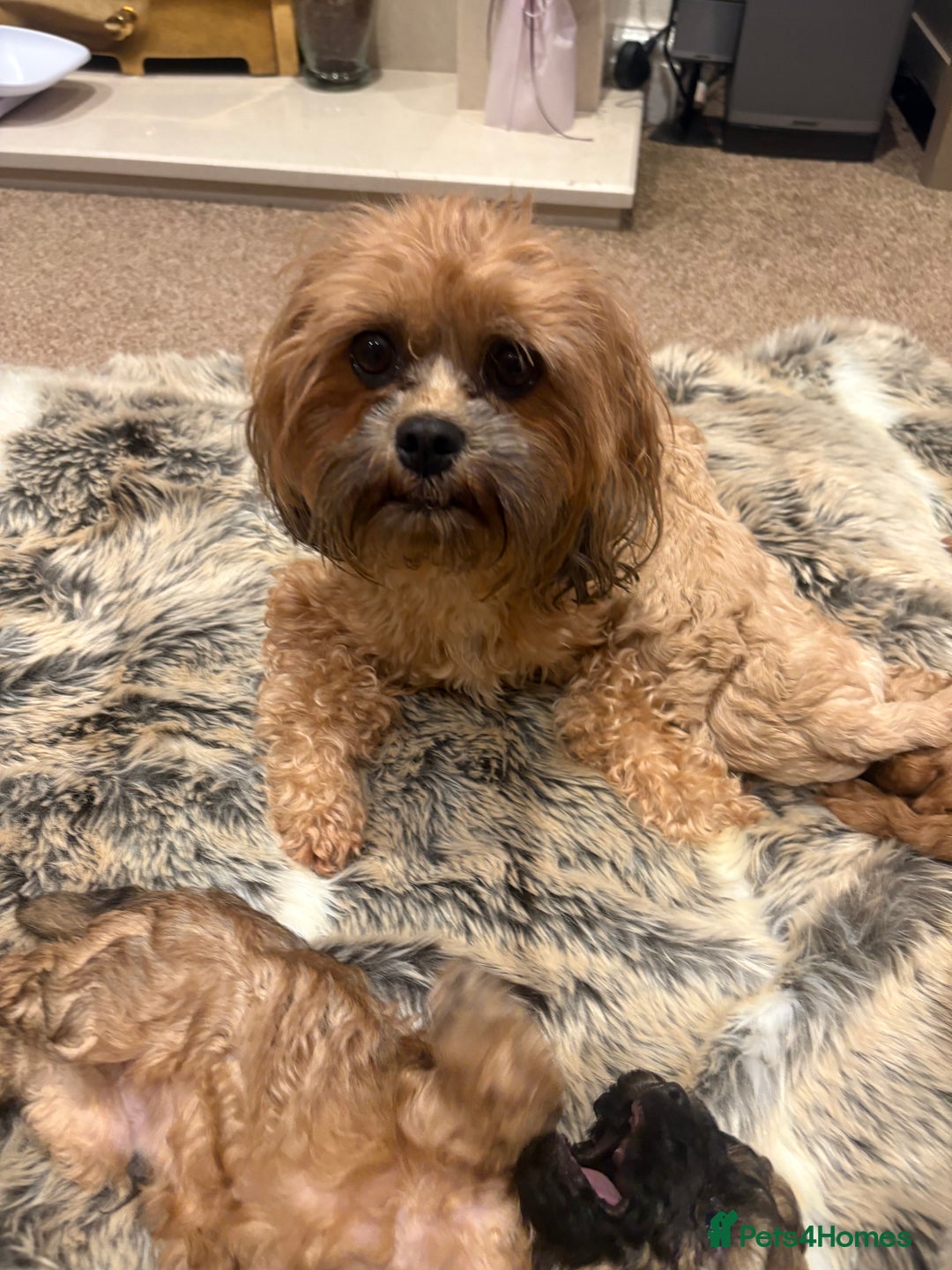 Shihpoo dogs for sale: TEDDYBEAR SHIHPOO PUPPY READY FOR HIS FOREVER HOME - Image 7