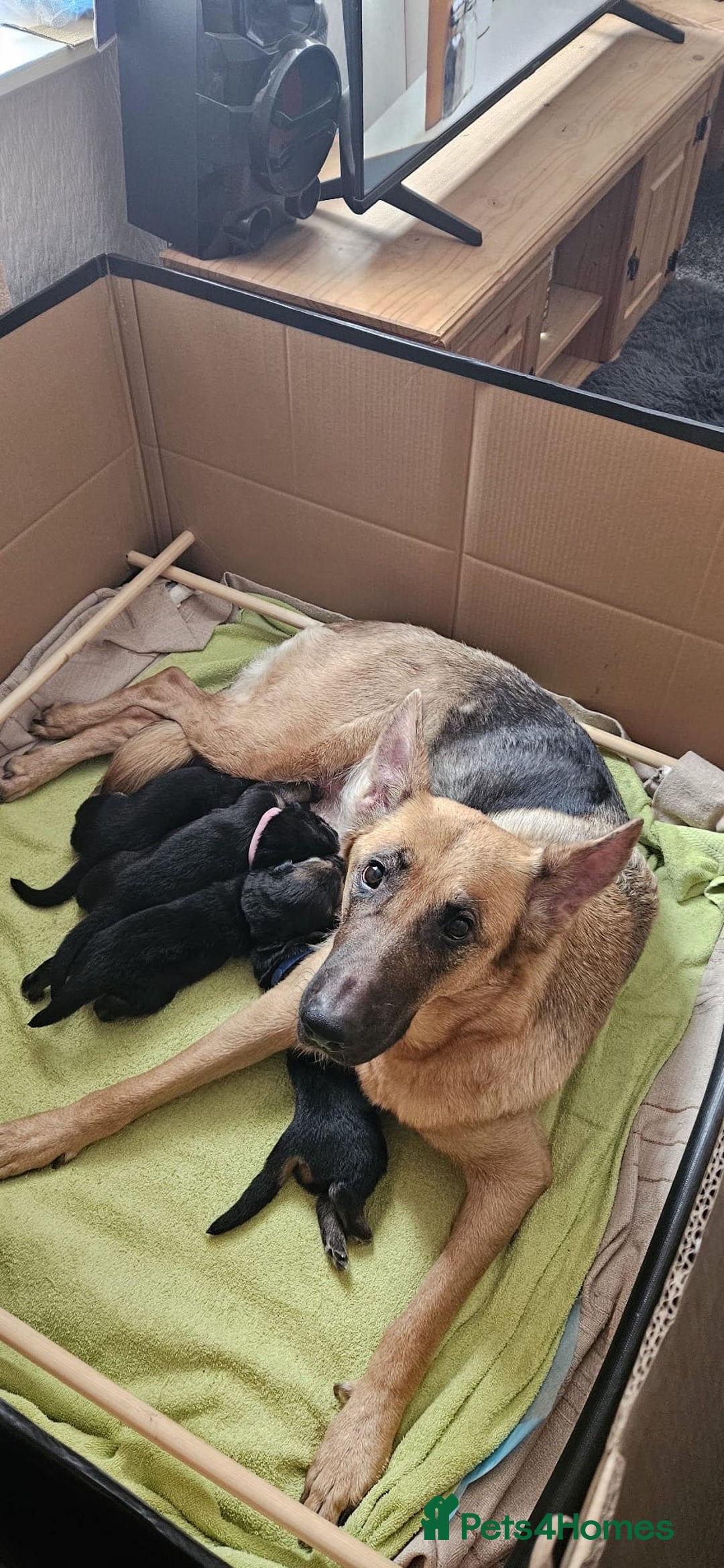 German Shepherd dogs for sale: German Shepard puppies  - Image 7