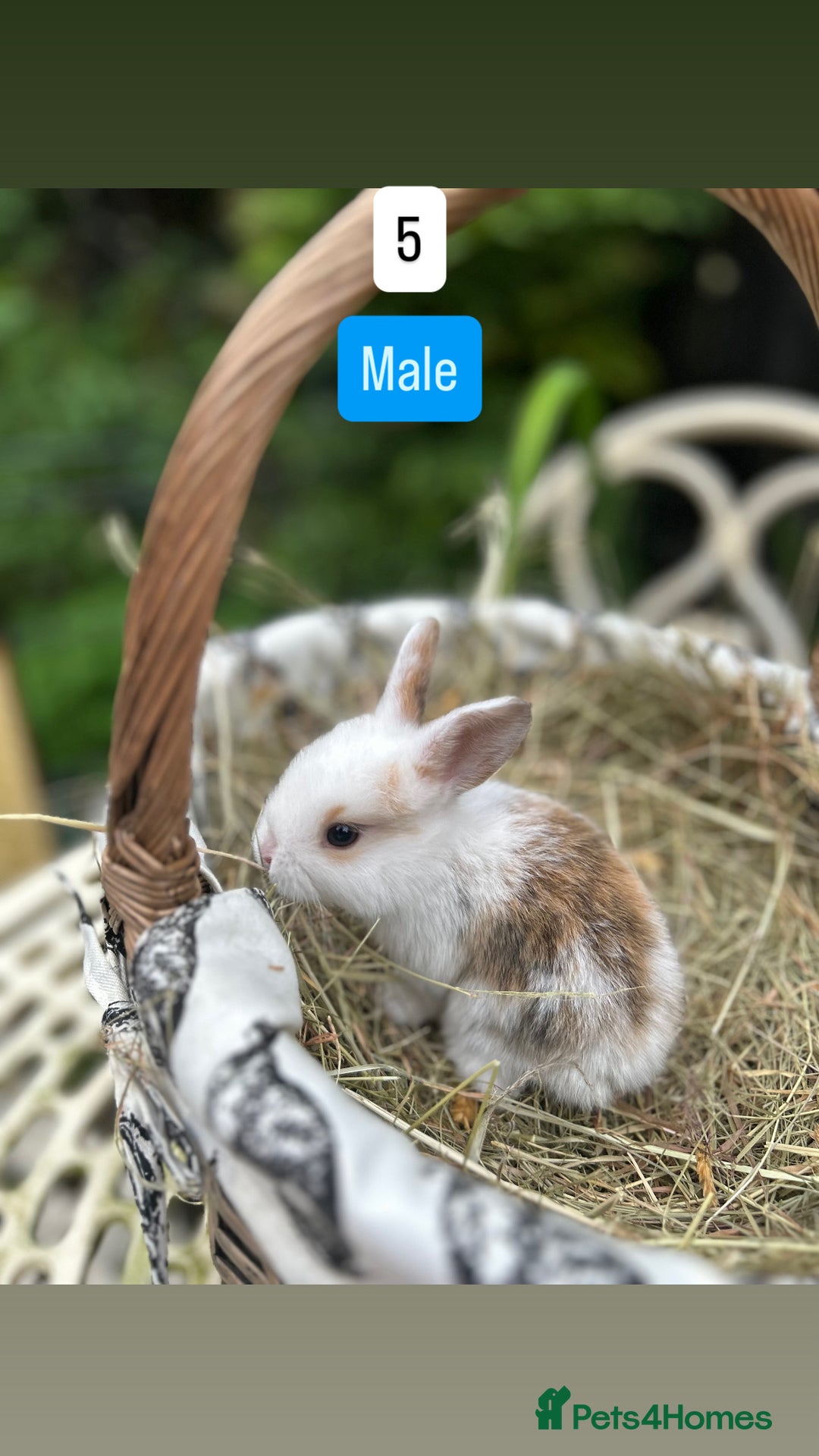 Mini Lop rabbits for sale: Baby Rabbits (ready to reserve) - Image 5