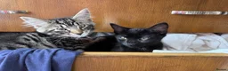 Mixed Breed cats for sale: 2 beautiful black tabby kittens (sisters) in Swindon - Advert 23