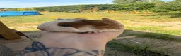 Guinea Pig rodents for sale: Baby guinea pigs  - Advert 9