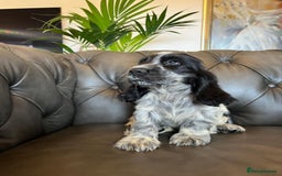 Cocker Spaniel dogs for sale: Cocker Spaniel puppies (IKC registered) - Image 2