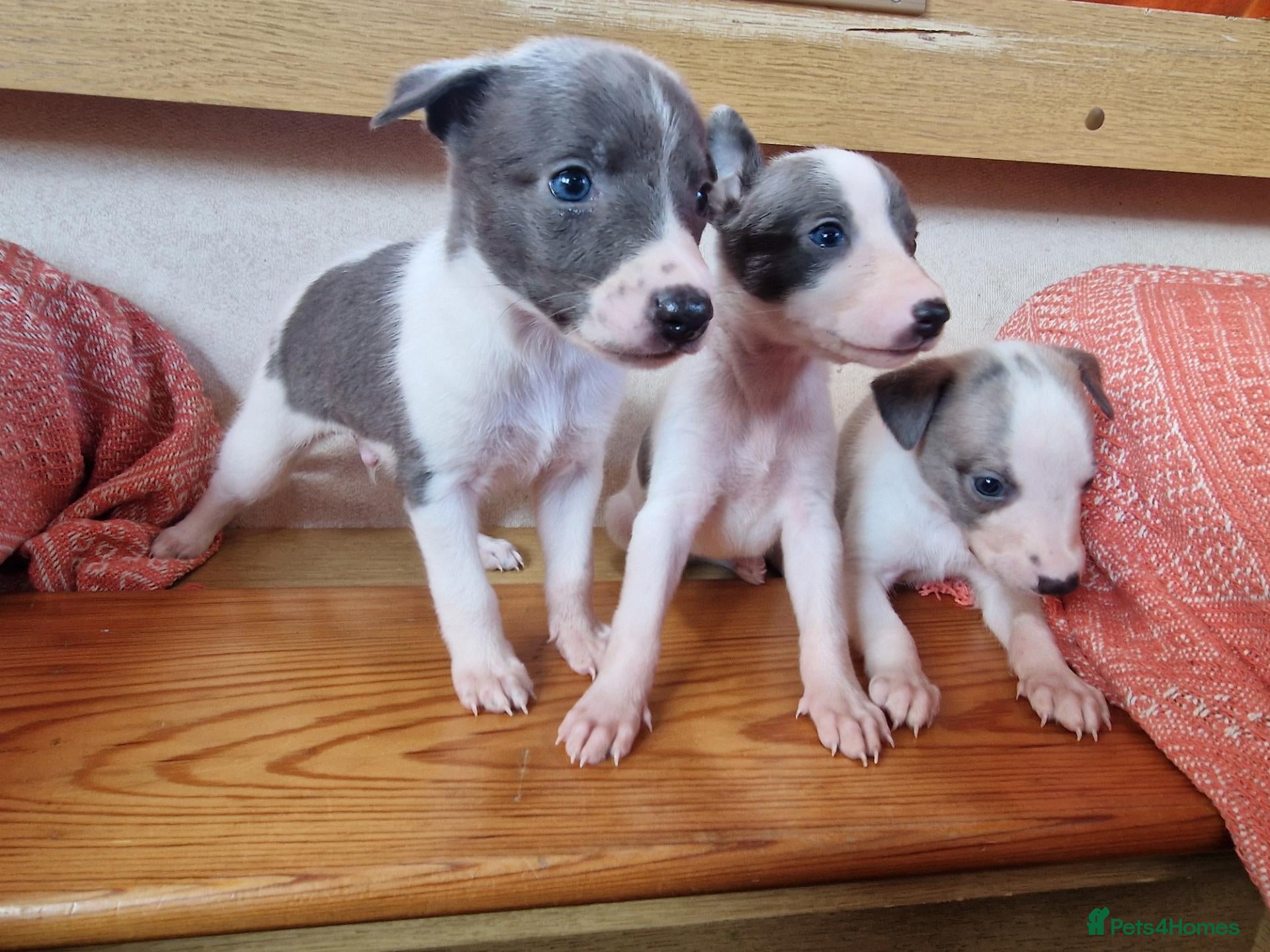 Whippet dogs Kc registered whippets - Advert 8