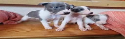 Whippet dogs for sale: Kc registered whippets - Advert 1