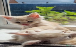 Maine Coon cats for sale: 2 Stunning Cream Pedigree Mainecoons Available  - Image 20