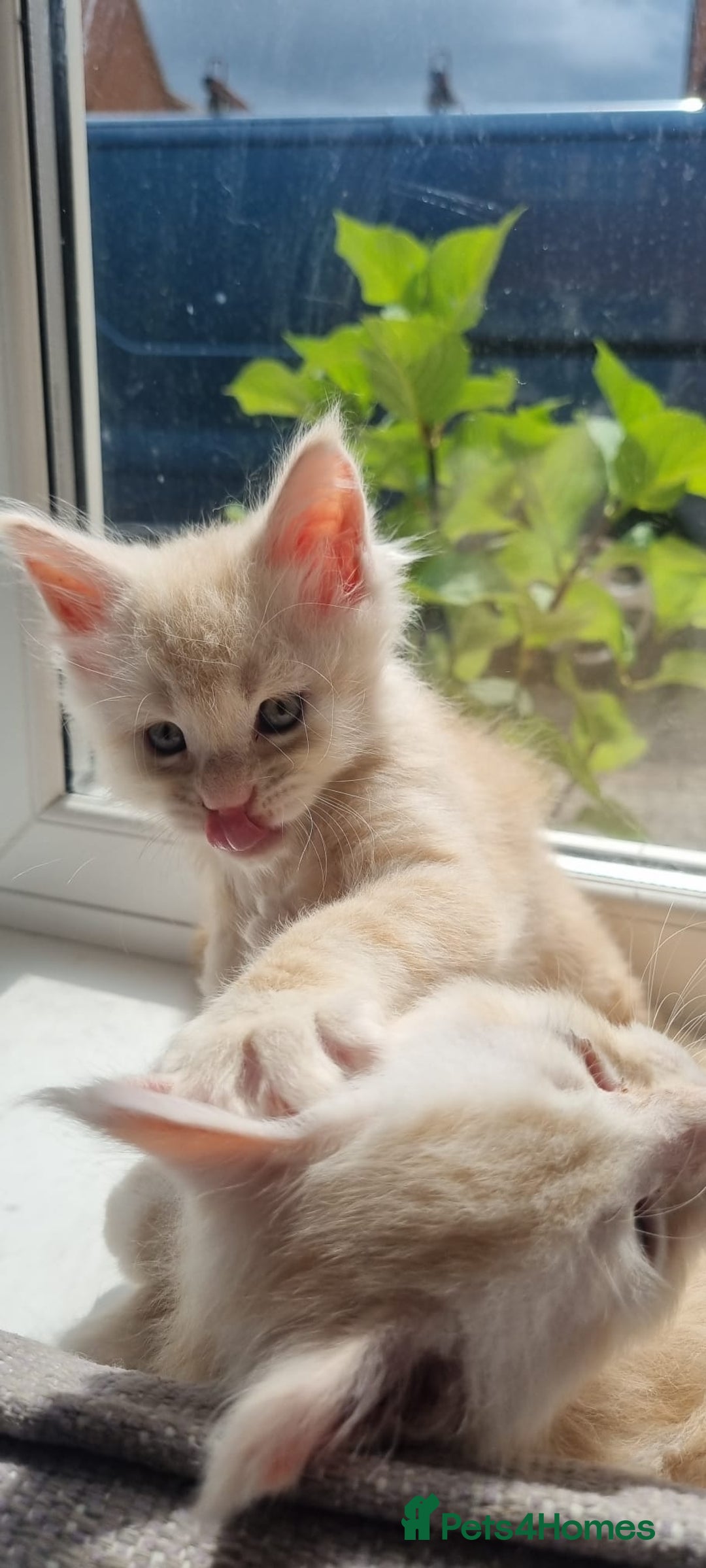 Maine Coon cats for sale: 2 Stunning Cream Pedigree Mainecoons Available  - Image 20