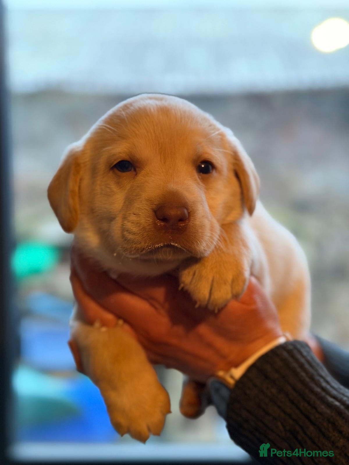 Labrador Retriever dogs Kc reg Labrador puppies - Advert 4