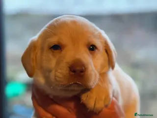 Labrador Retriever dogs Kc reg Labrador puppies - Advert 4