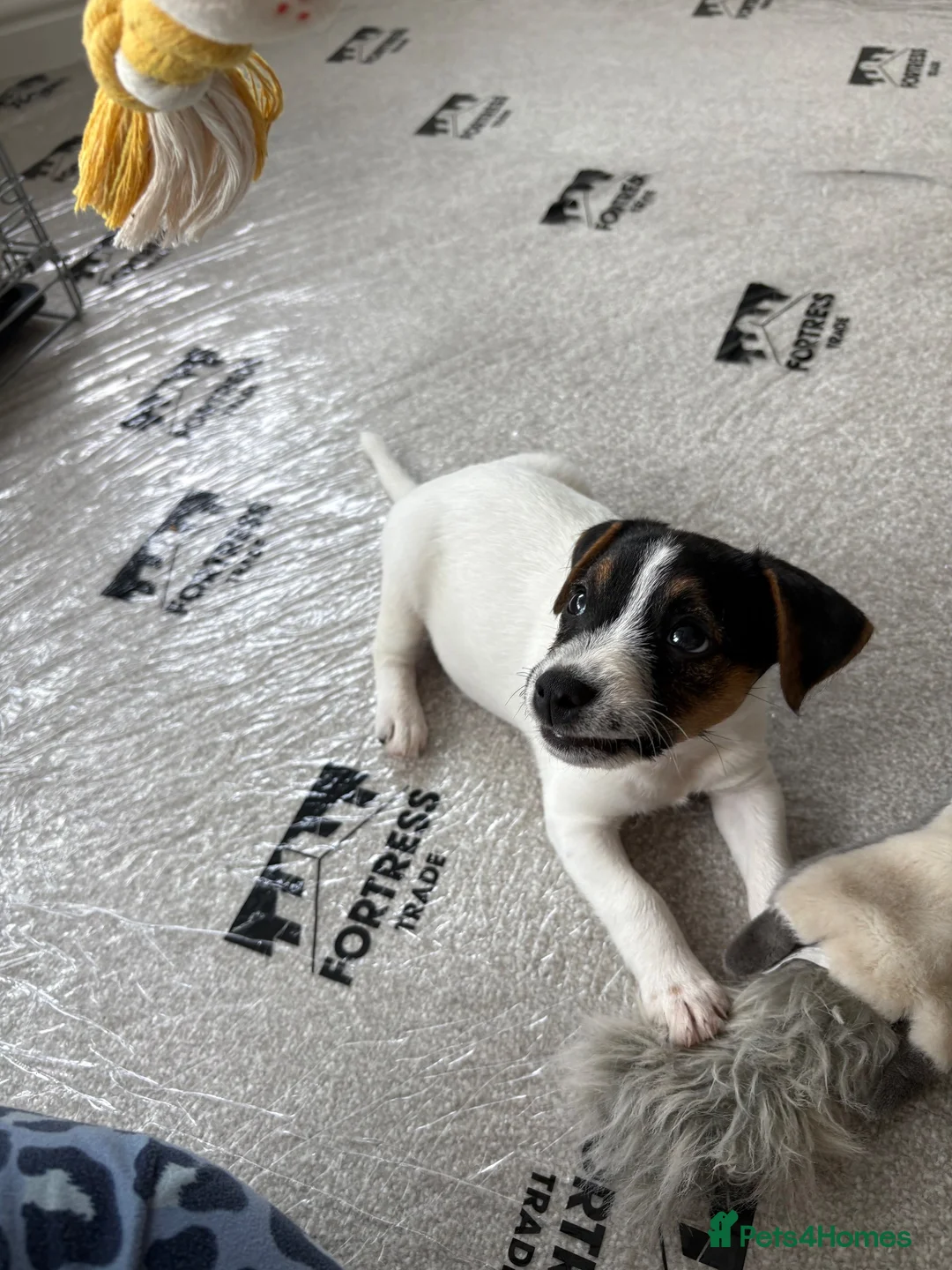Jack Russell dogs for sale: 9 week old miniature Jack Russel  - Advert 1