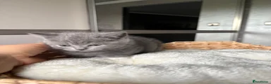 Scottish Fold 6
