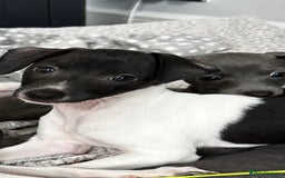 Italian Greyhound dogs for sale: Beautiful Italian greyhound puppies  - Image 12