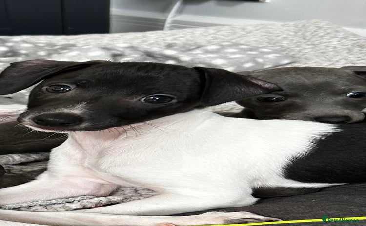 Italian Greyhound dogs - Advert 2