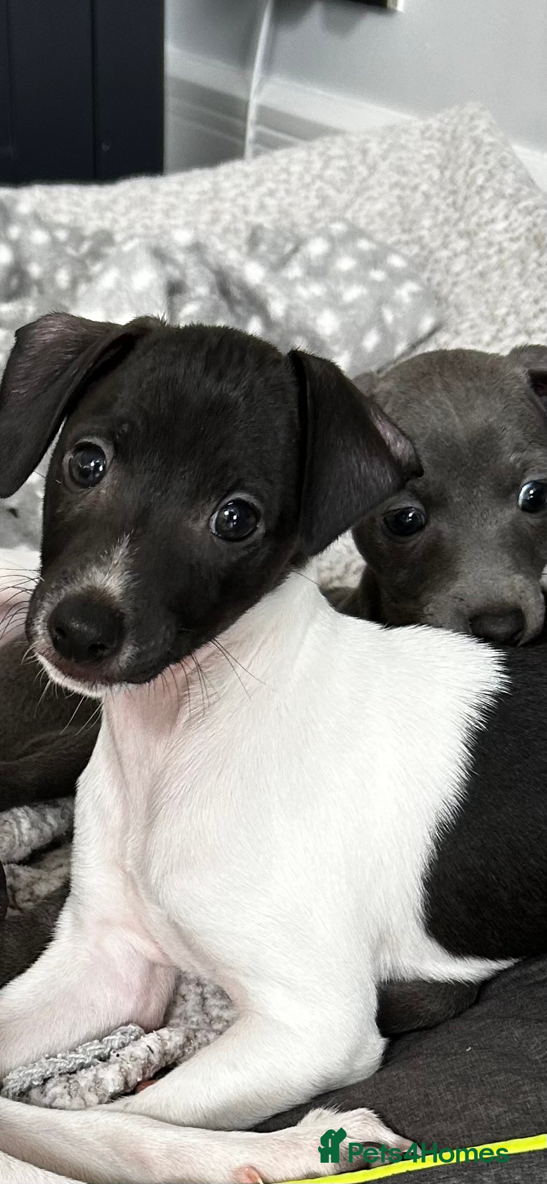 Italian Greyhound dogs for sale: Beautiful Italian greyhound puppies  - Image 12