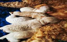Miniature Poodle dogs for stud: HEALTH TESTED Kc Registered Miniature Poodle STUD in Doncaster - Image 23