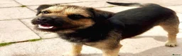 Border Terrier dogs for sale: Magnificent quality border terriers  - Advert 4