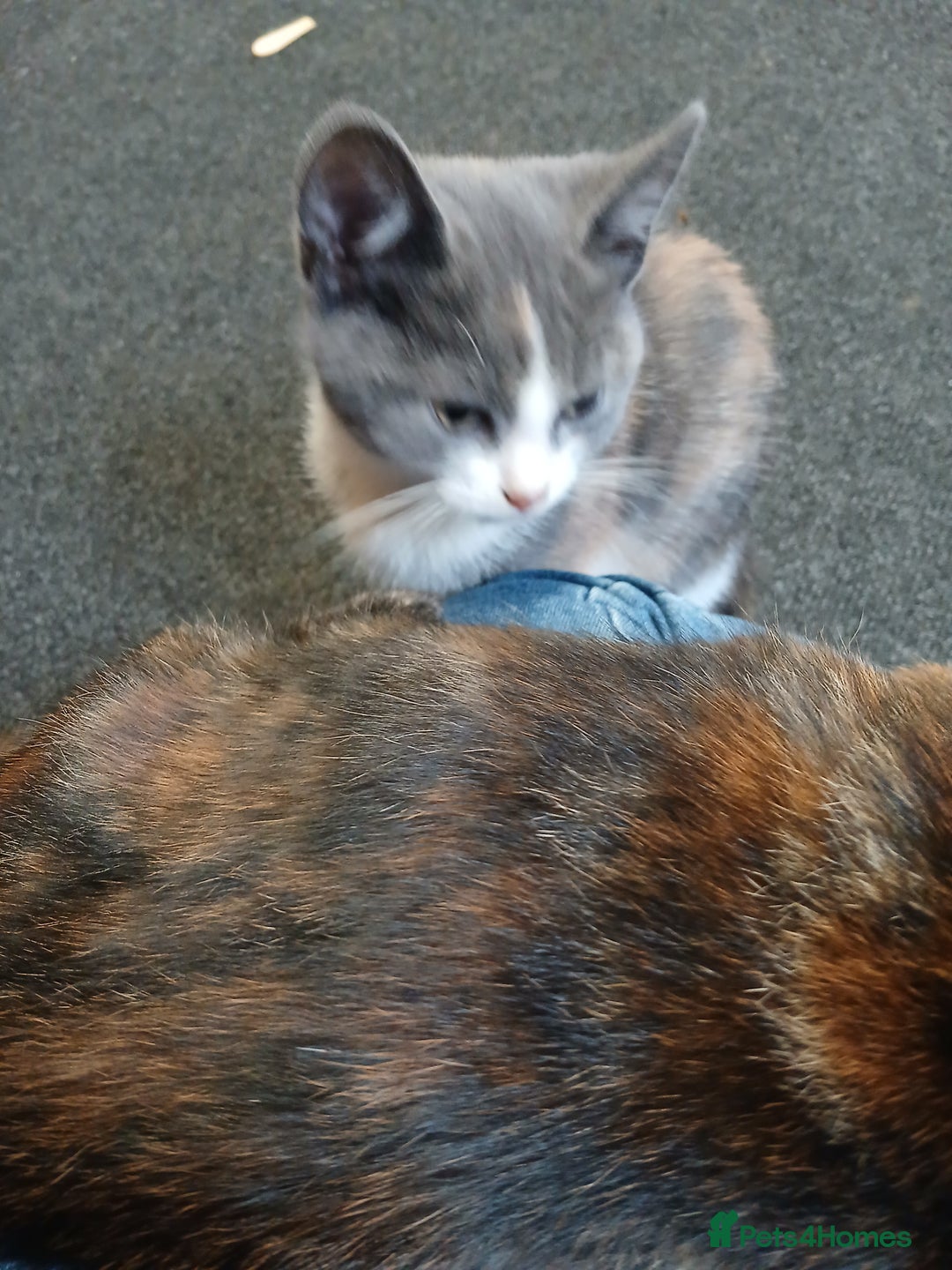 Mixed Breed cats for sale: 2 beautiful female lovely kittens and playfull - Image 29