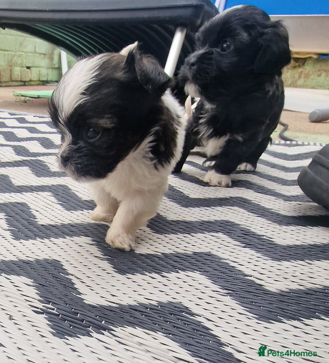 Shih Tzu dogs for sale: wonderful puppies  - Image 12