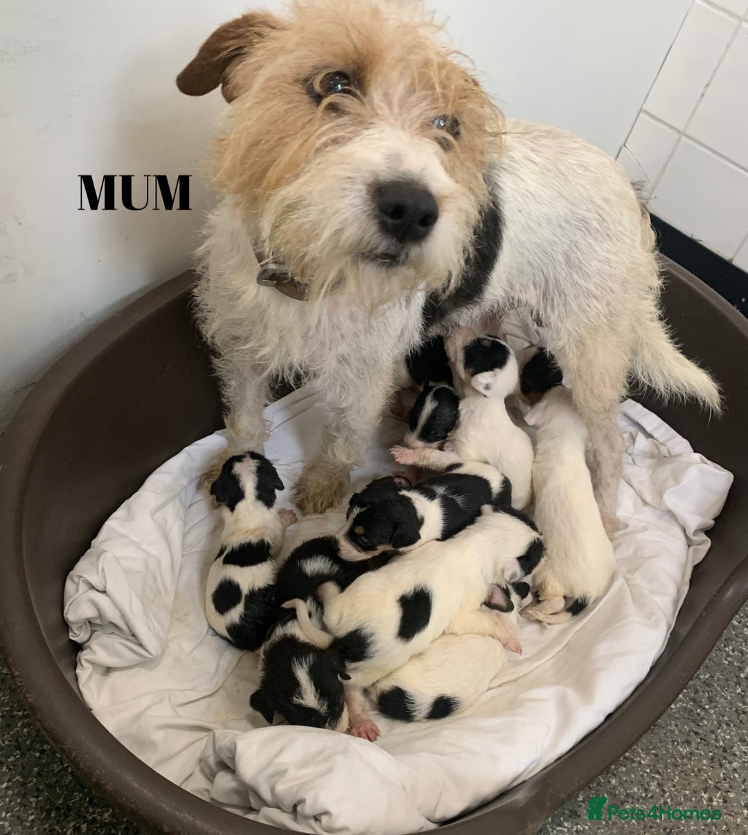 Jack Russell dogs for sale: Jack Russell puppy’s  - Image 14