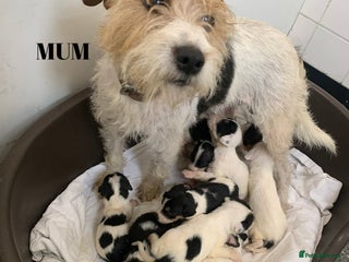 Jack Russell dogs - Advert 16