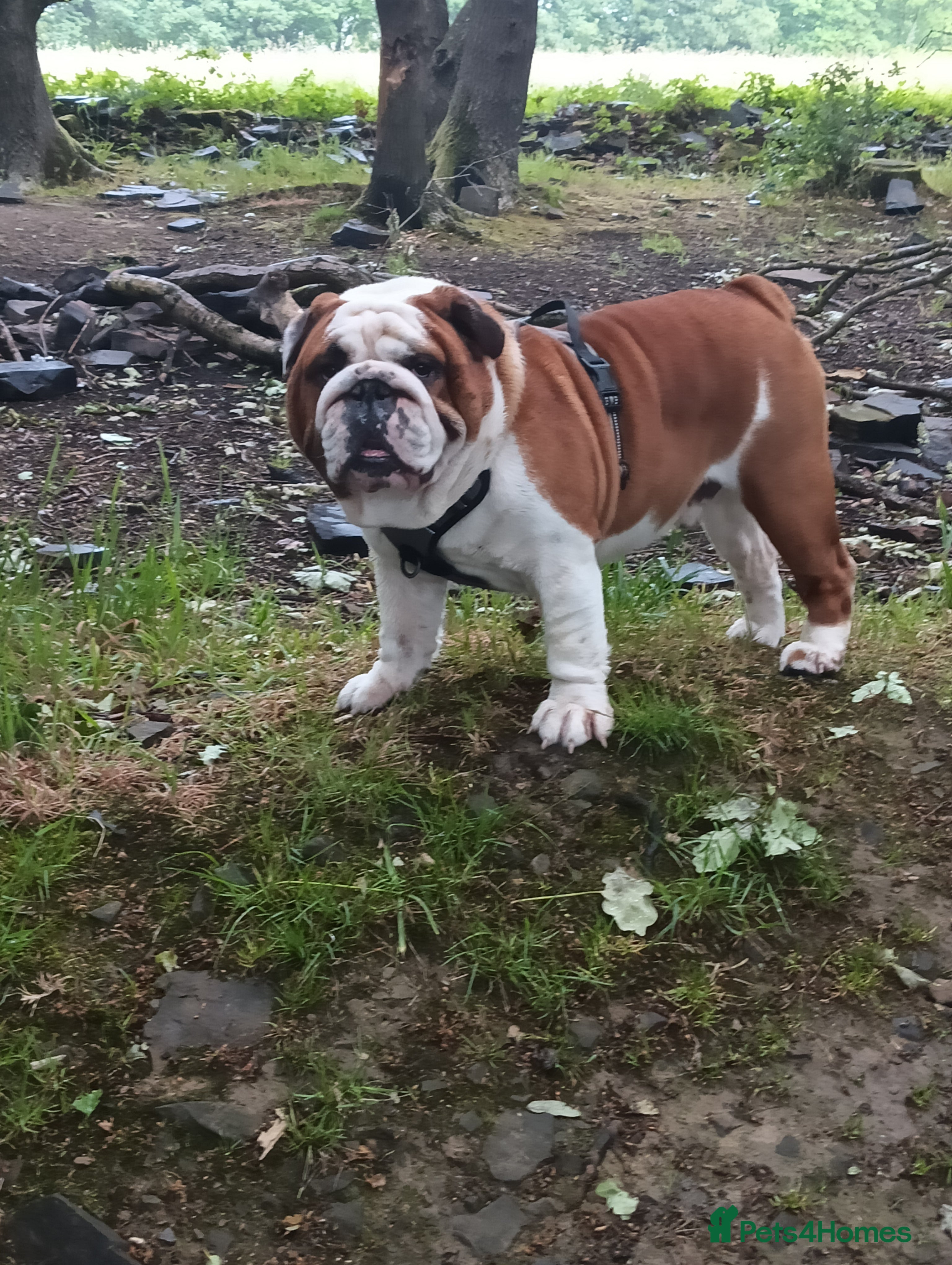 English Bulldog dogs For Stud: George (red/white) PROVEN - Advert 18