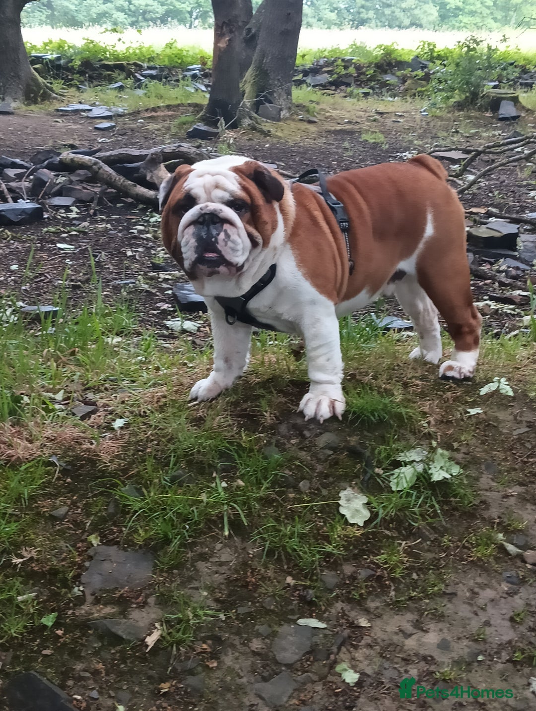 English Bulldog dogs for stud: For Stud: George (red/white) PROVEN in Brighouse - Advert 7