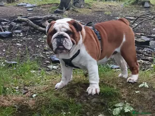 English Bulldog dogs For Stud: George (red/white) PROVEN - Advert 18