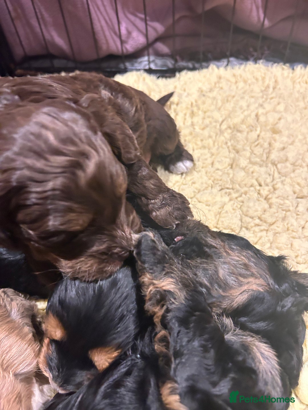 Cockapoo dogs for sale: Cockapoo puppies  - Advert 12