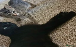 Mixed Breed cats for sale: Beautiful healthy little accidents  - Image 5