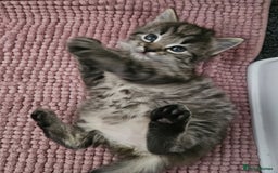 Ragdoll cats for sale: Beautiful mix Ragdoll cross Norwegian forest  - Image 5